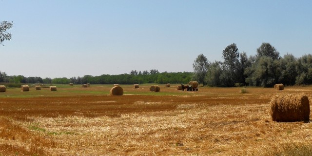 Mezőgazdaság